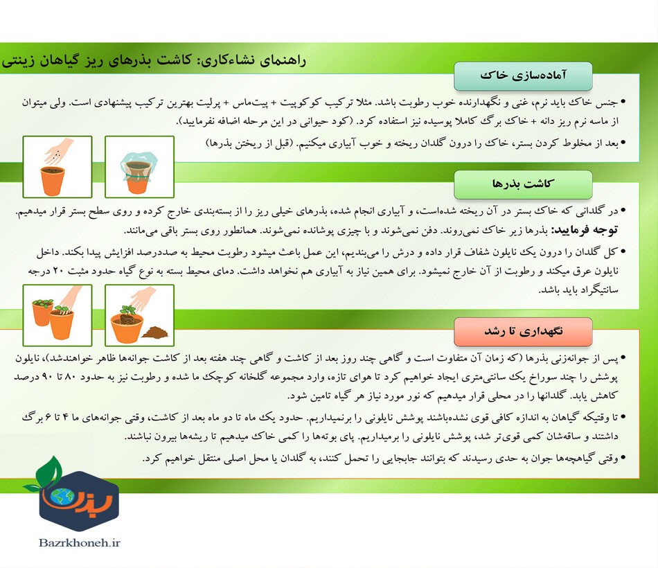 بذر گوجه قرمز گیلاسی گلدانی