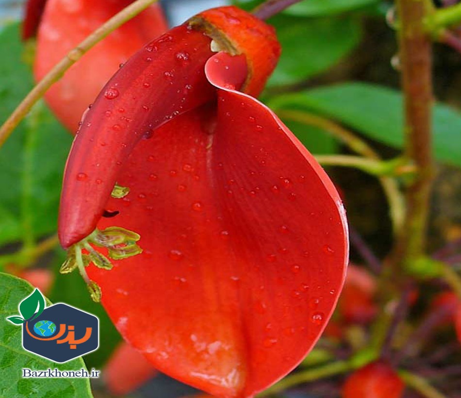 بذر گیاه فردوسی Erythrina crista galli